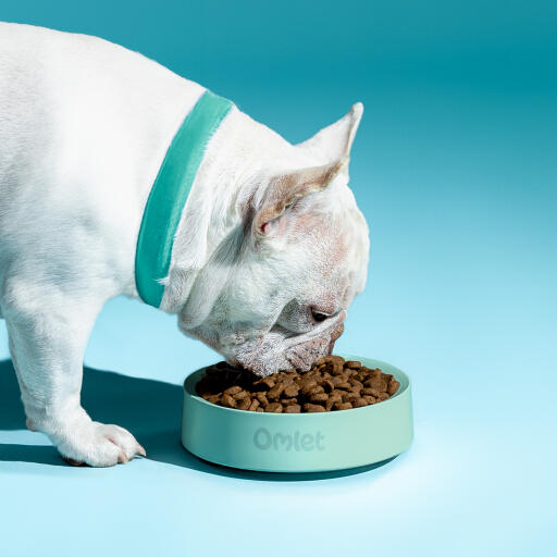 white french bulldog eating out of an omlet dog bowl in sage