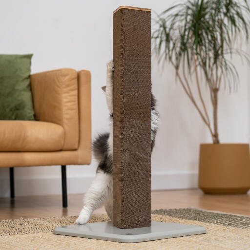 cat playing with a tall cardboard scratching post