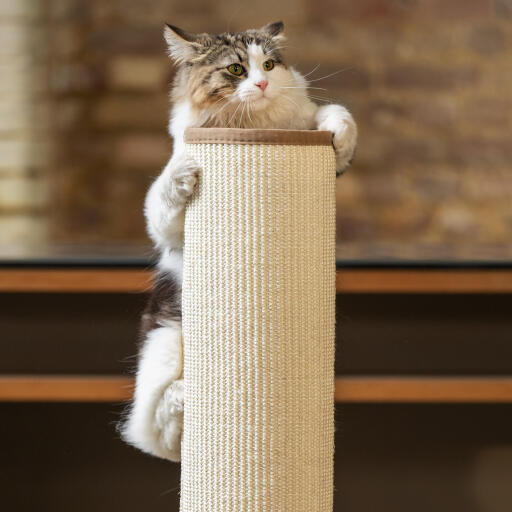 fluffy cat climbing up the switch light up cat scratcher