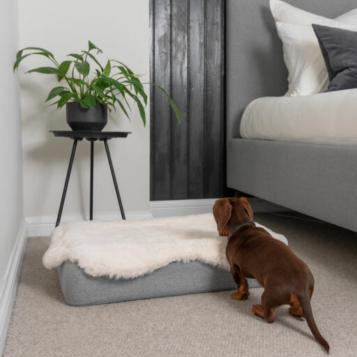 Dachshund about to jump on Omlet Topology Dog Bed with Sheepskin Topper