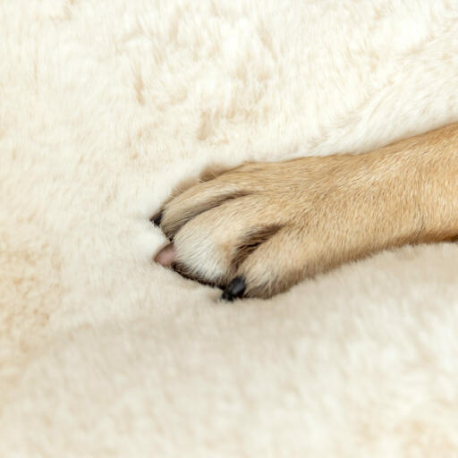 Close up of dog paw on Omlet Topology Sheepskin Topper