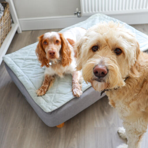 dog in a luxury topology dog bed