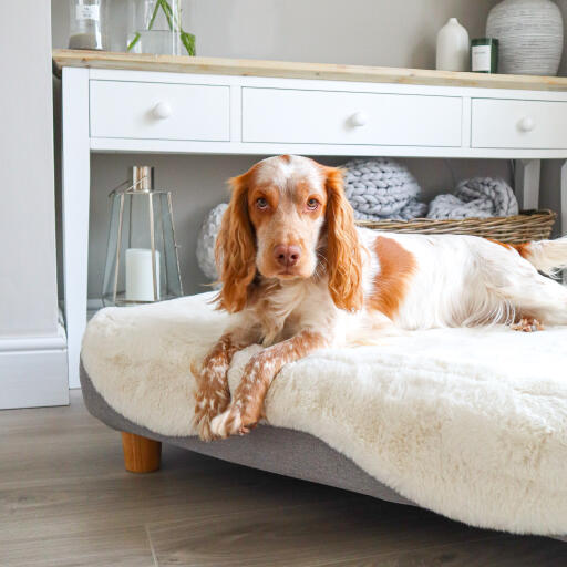 topology dog bed with white sheepskin topper