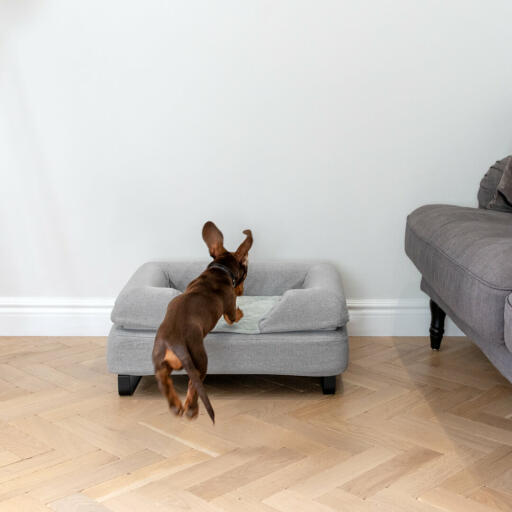 Dachshund Jumping on Omlet Topology Dog Bed with Grey Bolster and Black Rail Feet