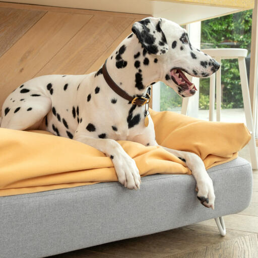 Dalmatian Dog Sitting on Omlet Topology Dog Bed with Beanbag Topper and White Hairpin Feet