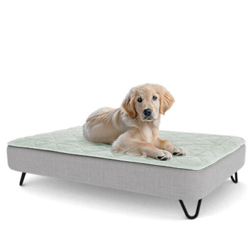 A puppy resting on the large topology puppy bed with black metal hairpin feet