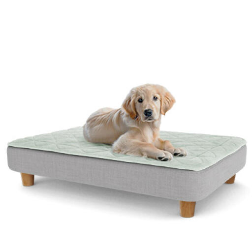 Dog bed deals for puppy