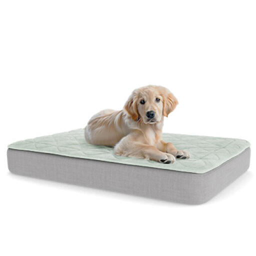 A puppy resting on the large topology puppy bed