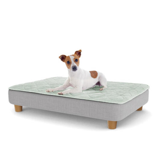 Round wooden deals dog bed