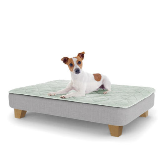 A puppy resting on the medium topology puppy bed with square wooden feet