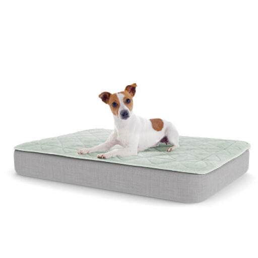 Puppy dog shop beds