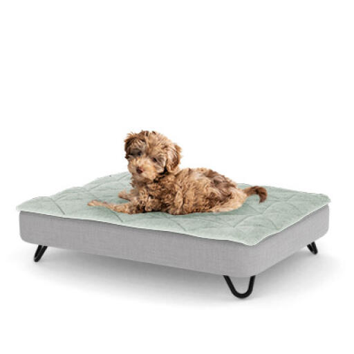 A puppy resting on the small topology puppy bed with black metal hairpin feet