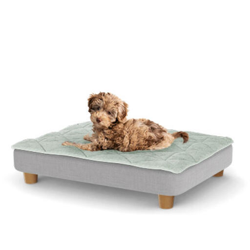 Puppy dog beds store