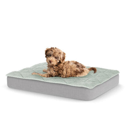 Small Luxury Easy to clean dog bed with Quilted Topper Omlet