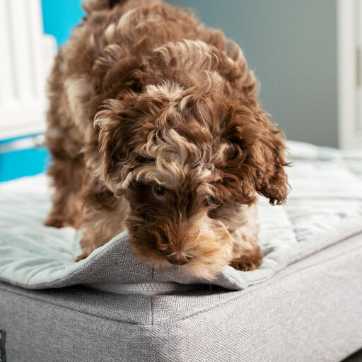 Round orthopedic dog bed top