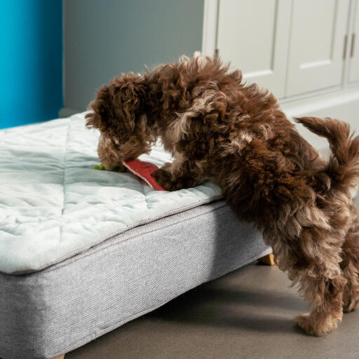 A puppy sniffing the Topology Puppy Bed with Quilted Topper