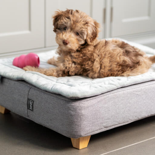 A puppy lying on the Topology Puppy Bed with Quilted Topper with a pink toy