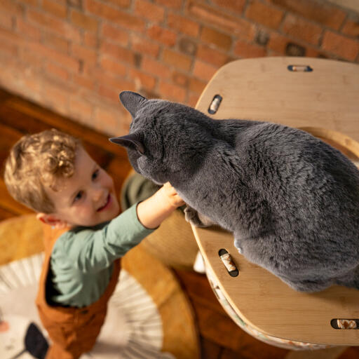 little boy reaching up to a cat in an indoor freestyle cat hammock