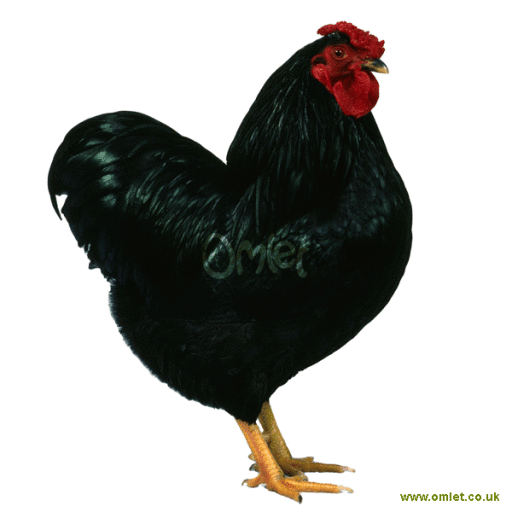 bantam black male