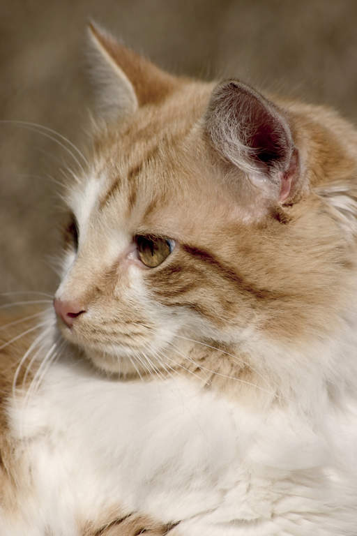 Cymric | Cats | Breed Information | Omlet