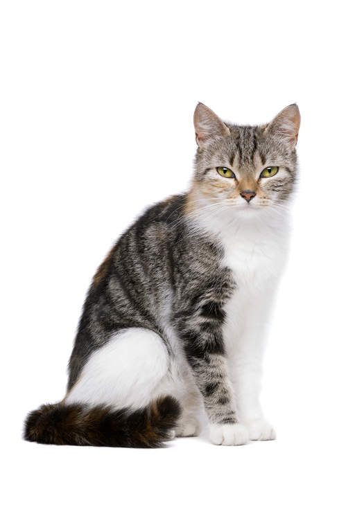 European Shorthair Cats Breed Information Omlet