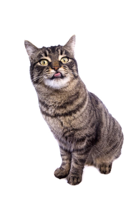 Large manx hot sale cat