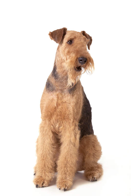airedale coat