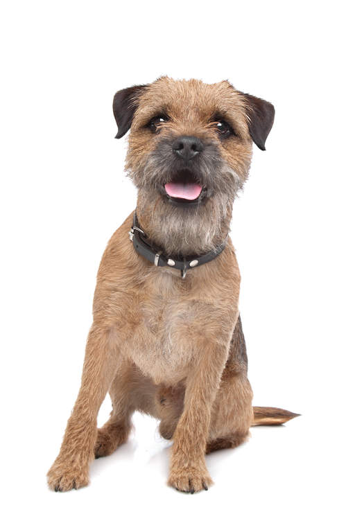 smooth haired border terrier