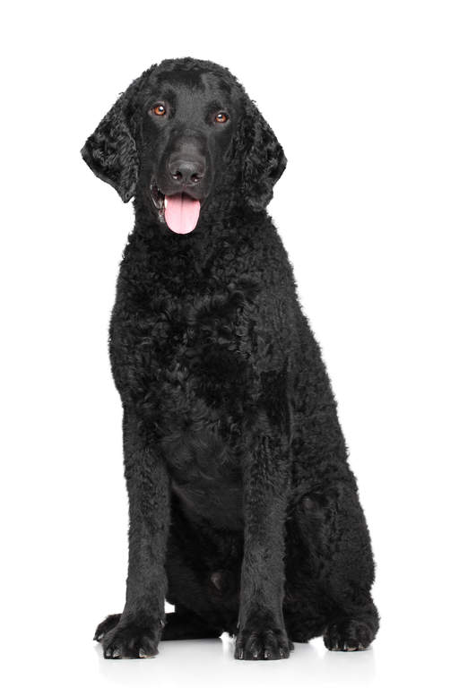 Curly-Coated Retriever  Dogs  Breed Information  Omlet