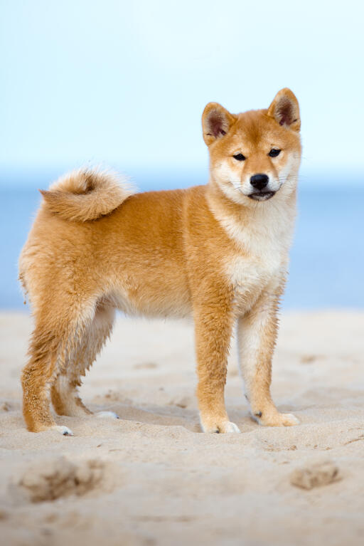 Japanese Shiba Inu Dogs Breed Information Omlet