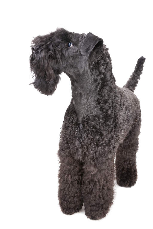 kerry blue terrier haircut