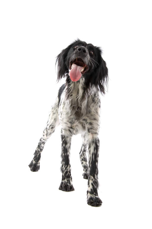 Large Munsterlander Dogs