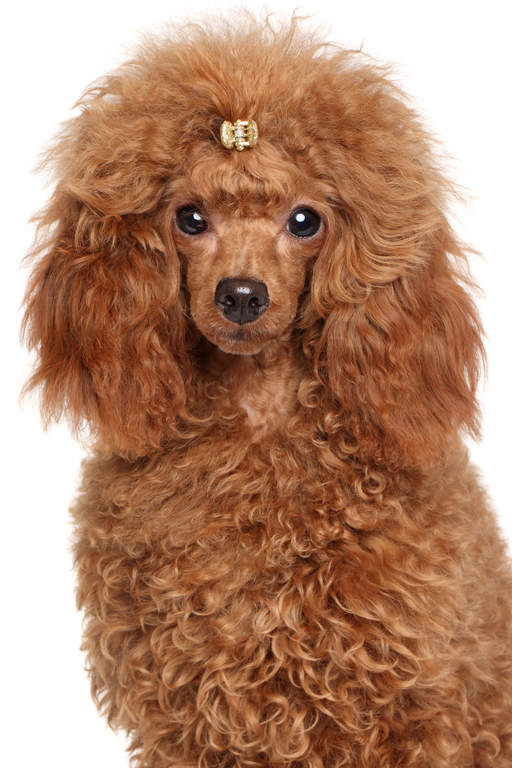 fox red miniature poodle