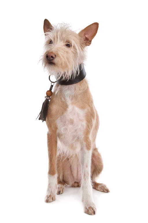 Wirehaired portuguese podengo hotsell