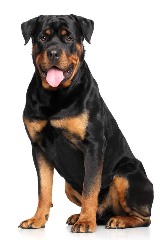 rottweiler information in rottweiler dogs breed information omlet rottweiler information in rottweiler dogs breed information omlet