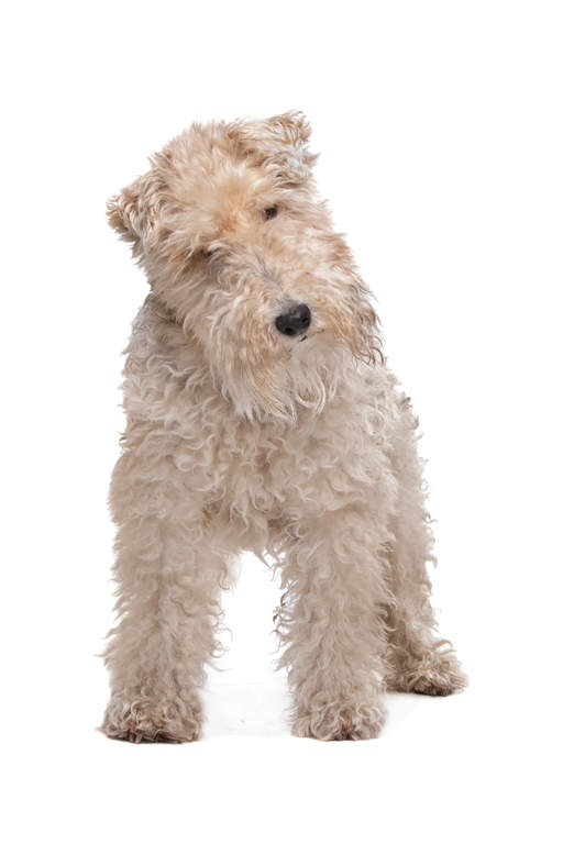 curly fox terrier