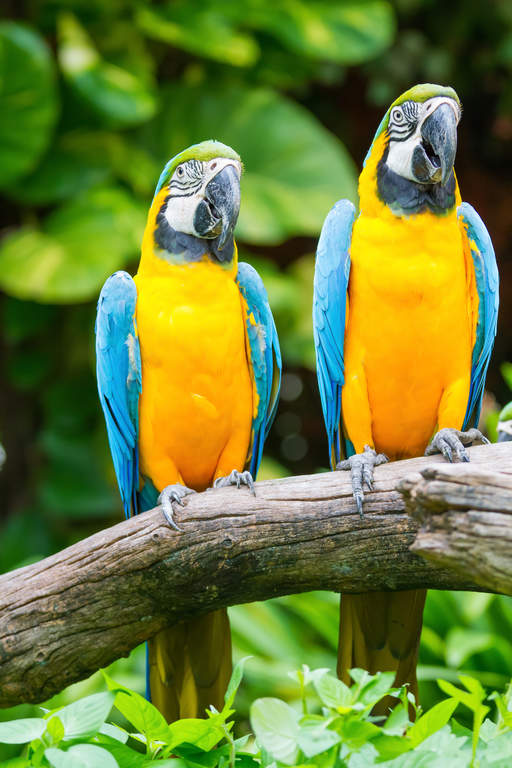 Blue and yellow on sale parrot