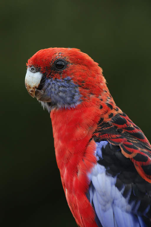 Rosella parrot outlet