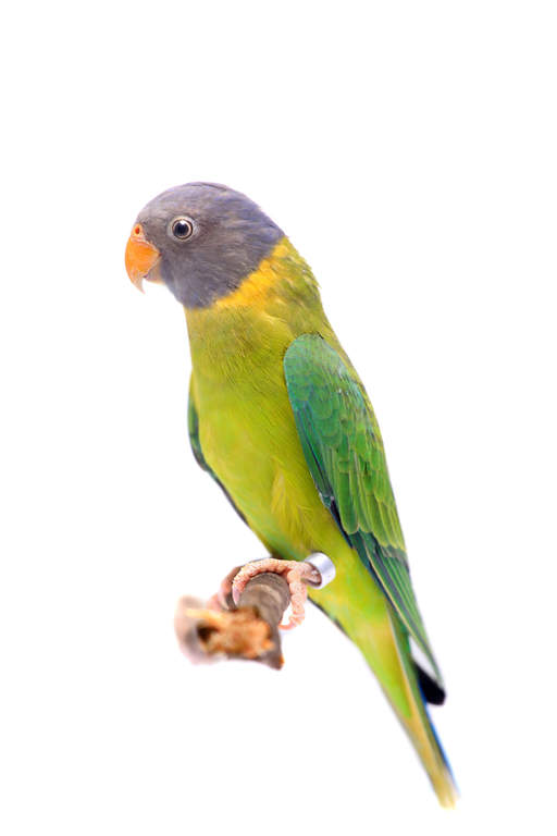 Plum Headed Parakeet Parrots Breed Information Omlet