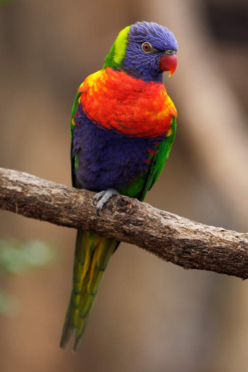 Rainbow Lorikeet