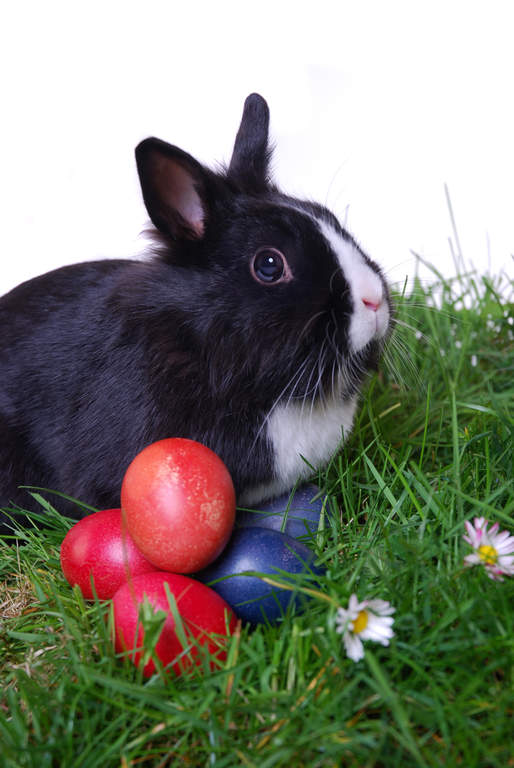 Lionhead Rabbits Lionhead For Sale Rabbit Breeds