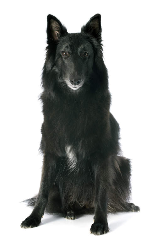 Belgian Shepherd Dog Groenendael Dogs Breed Information Omlet