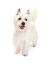 A very excited, young West Highland Terrier standing tall, wanting to play