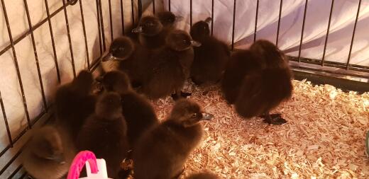 Ducklings in cage