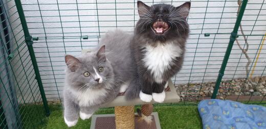 Two kittens on a cat tree in their walk-in run