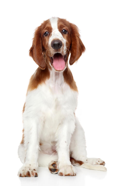 Springer Spaniel Welsh Dogs Breed Information Omlet