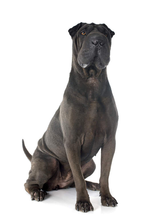Shar Pei Dogs Breed Information Omlet