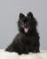 A young black German Spitz (Klein) ready for a game