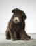 A Hungarian Pumi with a big fluffy coat