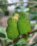 Two Blue Winged Parrotlets perched on a branch